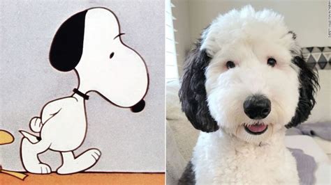 real life snoopy dog breed|Meet The Real Life Snoopy